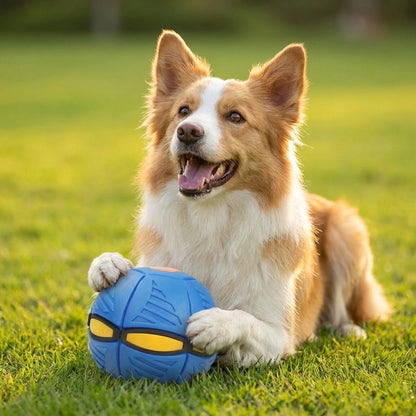 2-in-1 Doggy Disc Ball – Interactive Frisbee & Chase Ball Toy🐾